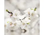 Hornbach Glasbild White Blossom I 20x20 cm