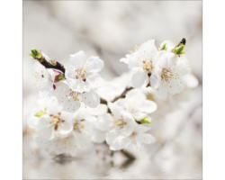 Glasbild White Blossom I 50x50 cm