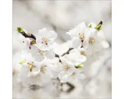 Glasbild White Blossom I 20x20 cm