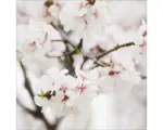 Hornbach Glasbild White Blossom II 20x20 cm