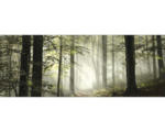 Hornbach Glasbild Forest Feeling I 50x125 cm