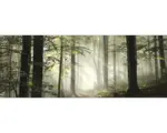 Hornbach Glasbild Forest Feeling I 50x125 cm