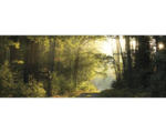 Hornbach Glasbild Forest Feeling II grün 30x80 cm