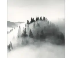 Glasbild Light White Trees, 50x50 cm