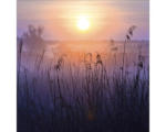 Hornbach Glasbild Morning Atmosphere 30x30 cm