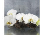 Hornbach Glasbild White Orchid II 30x30 cm