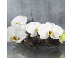 Glasbild White Orchid II 50x50 cm