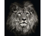 Hornbach Glasbild Lion Head 30x30 cm