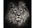 Hornbach Glasbild Lion Head 30x30 cm