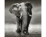 Hornbach Glasbild Grey Elephant 30x30 cm