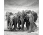 Hornbach Glasbild Elephant Family 30x30 cm