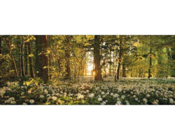 Glasbild Sweet Woodruff 50x125 cm