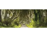 Hornbach Glasbild Sparkling Forest 30x80 cm