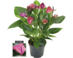 Hornbach Flamingoblume/ Anthurie FloraSelf Anthurium andreanum 'Purple' H 35-40 Ø 12 cm Topf