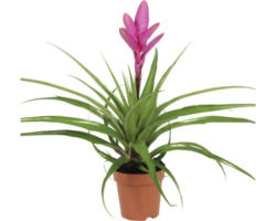 Tillandie, Luftnelke FloraSelf Tillandsia Hybride 'Antonio' H 40-50 cm Ø 12 cm Topf