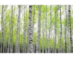 Hornbach Fototapete Vlies 16077 Birch Forest 5-tlg. 250 x 180 cm