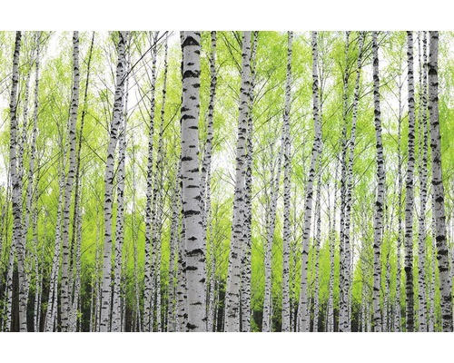 Fototapete Vlies 16077 Birch Forest 5-tlg. 250 x 180 cm