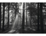 Hornbach Fototapete Papier 97006 Forrest black & white 2-tlg. 350 x 260 cm