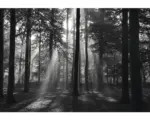Hornbach Fototapete Vlies 18006 Forrest black & white 7-tlg. 350 x 260 cm