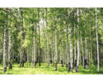 Hornbach Fototapete Vlies Birch Forest 350 x 260 cm