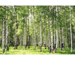 Fototapete Vlies Birch Forest 350 x 260 cm