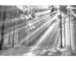 Hornbach Fototapete Vlies 18014 Wood Glade 7-tlg. 350 x 260 cm