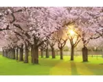 Hornbach Fototapete Vlies 18023 Cherry Tree Garden 7-tlg. 350 x 260 cm