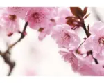 Hornbach Fototapete Vlies 18031 Peach Blossom 7-tlg. 350 x 260 cm