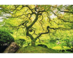 Hornbach Fototapete Vlies 18037 Japanese Maple Tree 7-tlg. 350 x 260 cm