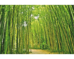 Fototapete Vlies 18046 Bamboo Forest 7-tlg. 350 x 260 cm