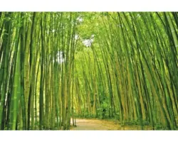 Fototapete Vlies 18046 Bamboo Forest 7-tlg. 350 x 260 cm