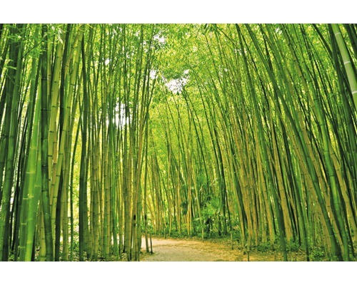 Fototapete Vlies 18046 Bamboo Forest 7-tlg. 350 x 260 cm