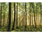 Hornbach Fototapete Vlies 18216 Forest 7-tlg. 350 x 260 cm