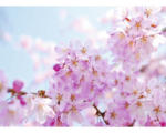 Hornbach Fototapete Vlies 18293 Cherry Blossom 7-tlg. 350 x 260 cm