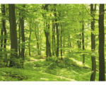 Hornbach Fototapete Vlies 18297 Forest in Spring 7-tlg. 350 x 260 cm