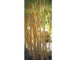 Hornbach Fototapete Vlies 19512 Türtapete Bamboo 2-tlg. 90 x 200 cm