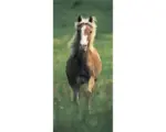 Hornbach Fototapete Vlies 19606 Türtapete Haflinger Horse 2-tlg. 90 x 200 cm