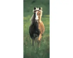 Fototapete Vlies 19606 Türtapete Haflinger Horse 2-tlg. 90 x 200 cm