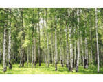 Hornbach Fototapete Papier 97013 Birch Forest 2-tlg. 350 x 260 cm