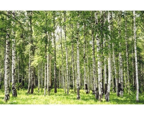 Fototapete Papier 97013 Birch Forest 2-tlg. 350 x 260 cm