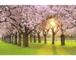 Fototapete Papier 97023 Cherry Tree Garden 7-tlg. 350 x 260 cm