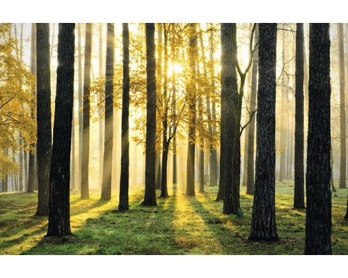 Fototapete Papier 97029 Sunny Forest 7-tlg. 350 x 260 cm