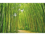 Hornbach Fototapete Papier 97046 Bamboo Forest 7-tlg. 350 x 260 cm