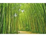 Hornbach Fototapete Papier 97046 Bamboo Forest 7-tlg. 350 x 260 cm