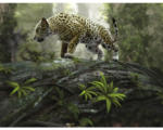 Hornbach Fototapete Papier Jaguar on the Prowl 350 x 260 cm