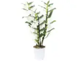 Hornbach Dendrobie FloraSelf Dendrobium nobile 'Apollon' H 50-60 cm Ø 12 cm Topf 3 Rispen