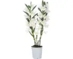 Hornbach Dendrobie FloraSelf Dendrobium nobile 'Kumiko' H 50-65 cm Ø 12 cm Topf 2 Rispen