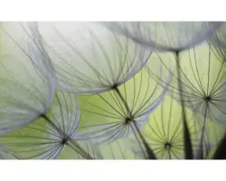 Fototapete Vlies 271 VEXXXL Pusteblume4-tlg. 416 x 254 cm