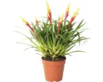 Hornbach Flammendes Schwert , Bromelie, Vriesea FloraSelf Vriesea multiflower 'Shannon' H 35-40 cm Ø 12 cm Topf