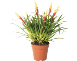 Flammendes Schwert , Bromelie, Vriesea FloraSelf Vriesea multiflower 'Shannon' H 35-40 cm Ø 12 cm Topf